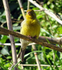 Serinus canaria