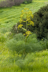 Ferula communis