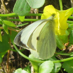 Pieris brassicae azorensis