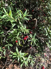 Acrotriche aggregata