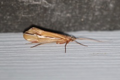 Psychoglypha