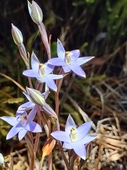 Thelymitra hatchii
