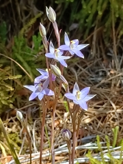 Thelymitra hatchii