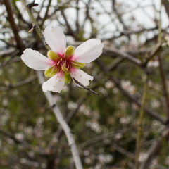 Prunus amygdalus