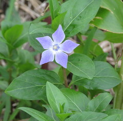 Vinca