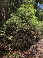 Acrotriche aggregata