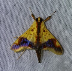 Tetracona pictalis