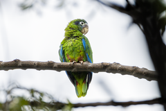 Amazona ventralis