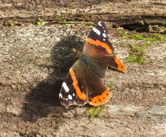 Vanessa atalanta atalanta