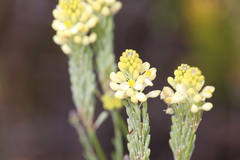 Comesperma