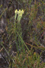 Comesperma