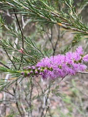Melaleuca diosmatifolia