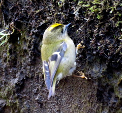 Regulus regulus azoricus