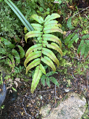 Blechnum montanum