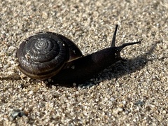 Helminthoglypta