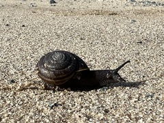 Helminthoglypta