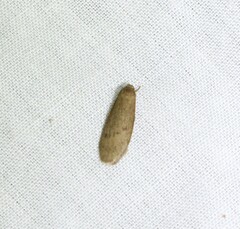 Lambula obliquilinea