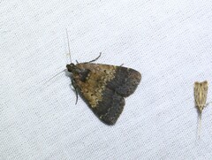 Hydrillodes lentalis