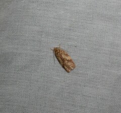 Oligoloba severa