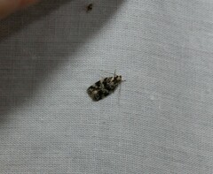 Barea eucapnodes