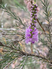 Melaleuca diosmatifolia