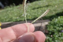 Dichanthium aristatum