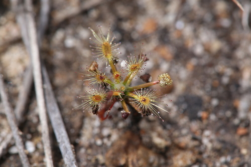 Drosera dichrosepala