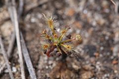 Drosera enodes
