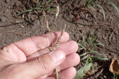 Paspalum fimbriatum