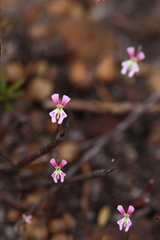Stylidium calcaratum