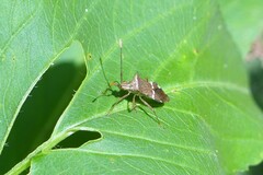 Cletomorpha