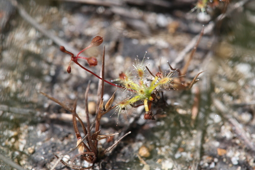 Drosera dichrosepala