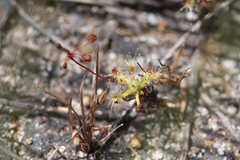 Drosera enodes