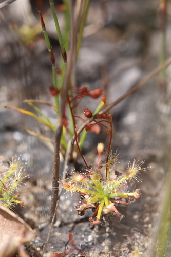 Drosera dichrosepala