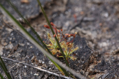 Drosera dichrosepala