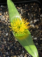 Daubenya stylosa