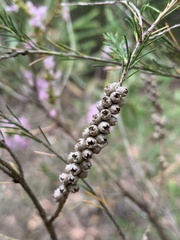 Melaleuca diosmatifolia