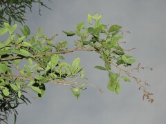 Searsia pyroides