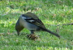Fringilla coelebs moreletti