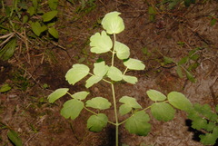 Thalictrum fendleri