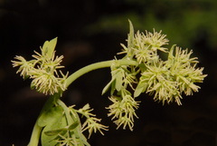 Thalictrum fendleri