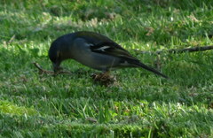 Fringilla coelebs moreletti