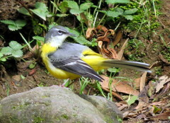 Motacilla cinerea patriciae