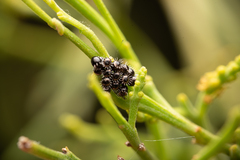 Oechalia schellenbergii