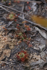 Drosera pulchella