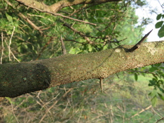 Searsia pyroides