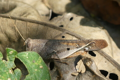 Coptacrinae