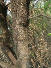 Searsia pyroides