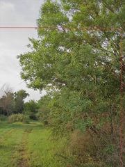 Searsia pyroides