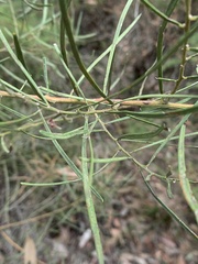 Acacia elongata